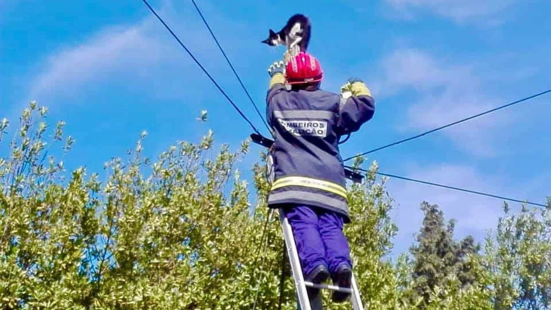 Bombeiros resgatam gato de poste de electricidade em Famalicão