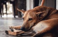 PAN questiona Câmara de Barcelos sobre políticas de bem-estar animal