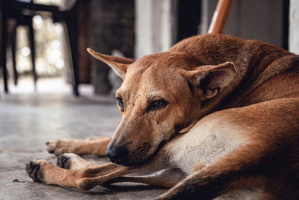 PAN questiona Câmara de Barcelos sobre políticas de bem-estar animal