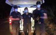 Cães salvos por bombeiros e associação em Braga