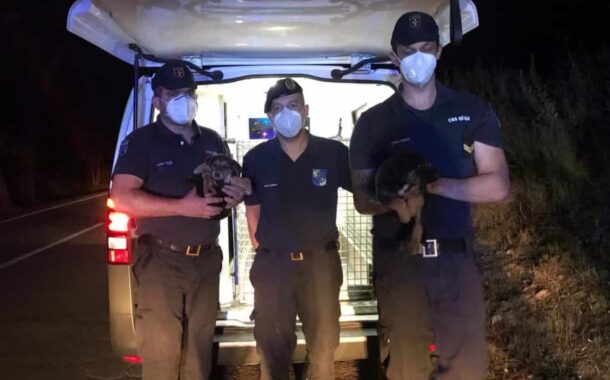 Cães salvos por bombeiros e associação em Braga