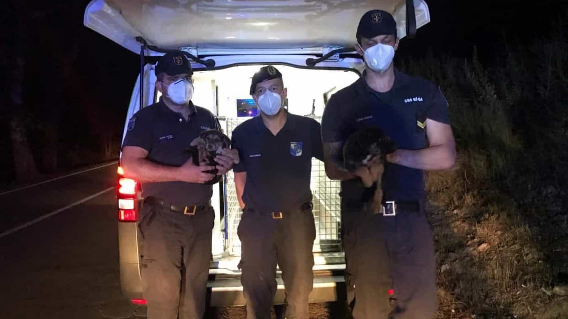 Cães salvos por bombeiros e associação em Braga
