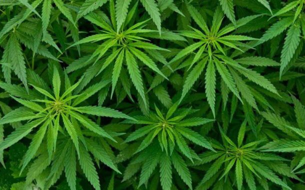 Detenção por tráfico de droga em Barcelos