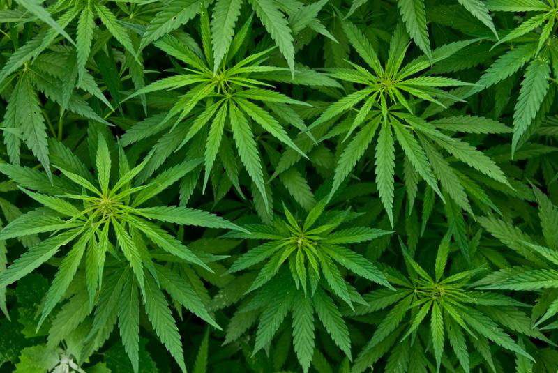 Detenção por tráfico de droga em Barcelos