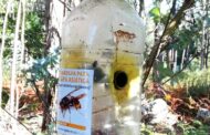 Combate à vespa asiática estabiliza aumento de novos ninhos em Esposende