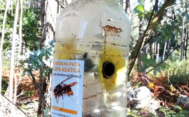 Combate à vespa asiática estabiliza aumento de novos ninhos em Esposende