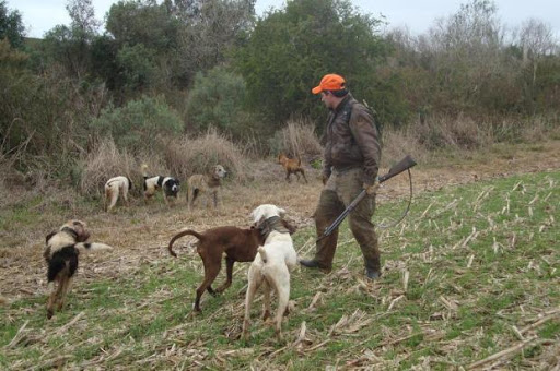 PAN questiona Câmara de Vizela sobre “envenenamento em massa” de cães de caça