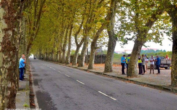 Câmara contesta acção do PAN que travou abate de árvores em Viana do Castelo