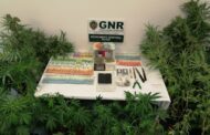 Quatro detidos por tráfico de droga em Fafe