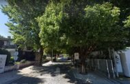 Câmara substitui árvores em rua do centro de Braga