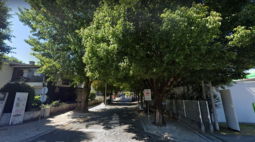 Câmara substitui árvores em rua do centro de Braga
