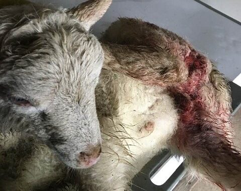 Matilha mata 20 ovelhas em Vila Verde. Prejuízo ascende a dois mil euros