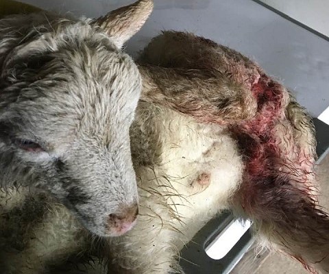 Matilha mata 20 ovelhas em Vila Verde. Prejuízo ascende a dois mil euros