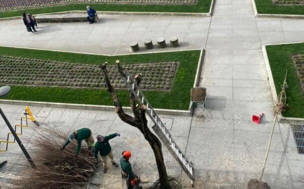 BE não aceita explicação sobre abate de árvores no centro de Braga