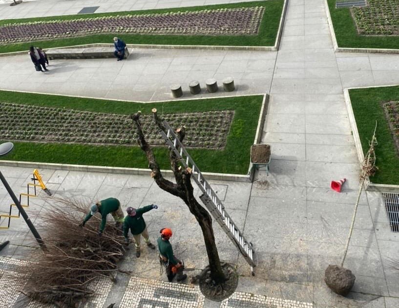 BE não aceita explicação sobre abate de árvores no centro de Braga