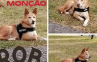 Rob, o cão abandonado que agora é mascote dos Bombeiros de Monção