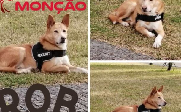 Rob, o cão abandonado que agora é mascote dos Bombeiros de Monção