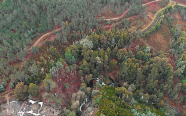 Viana do Castelo lança programa Árvores da Memória para classificar exemplares de interesse municipal