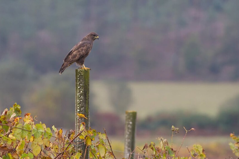 PAN quer reforçar estatuto da Paisagem Protegida Local das Pateiras do Ave em Famalicão
