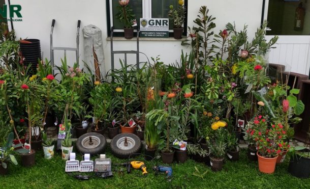 GNR de Viana do Castelo detém homem por furto de quase 5.000 euros em plantas