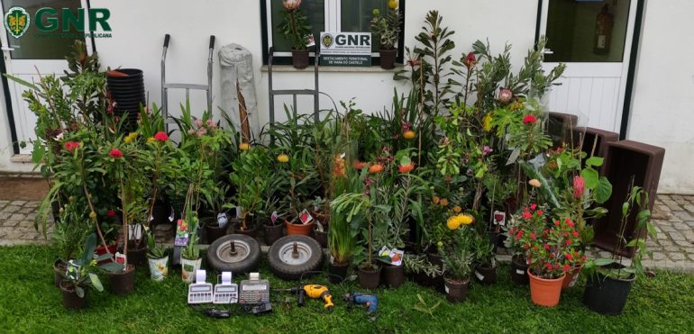 GNR de Viana do Castelo detém homem por furto de quase 5.000 euros em plantas