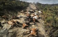 Ordem dos Veterinários recolhe ajuda para pastor que perdeu 68 cabras em Arcos de Valdevez