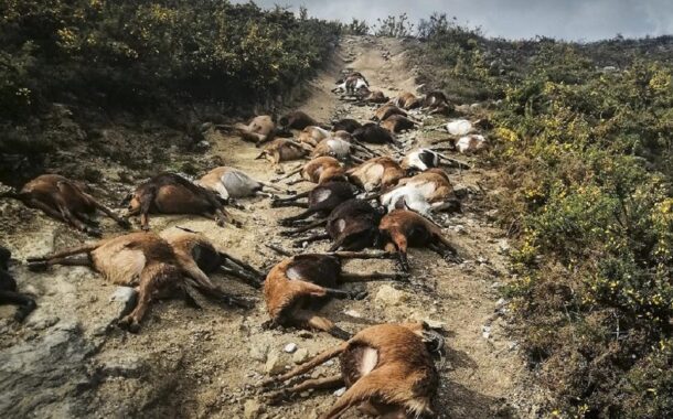 Ordem dos Veterinários recolhe ajuda para pastor que perdeu 68 cabras em Arcos de Valdevez