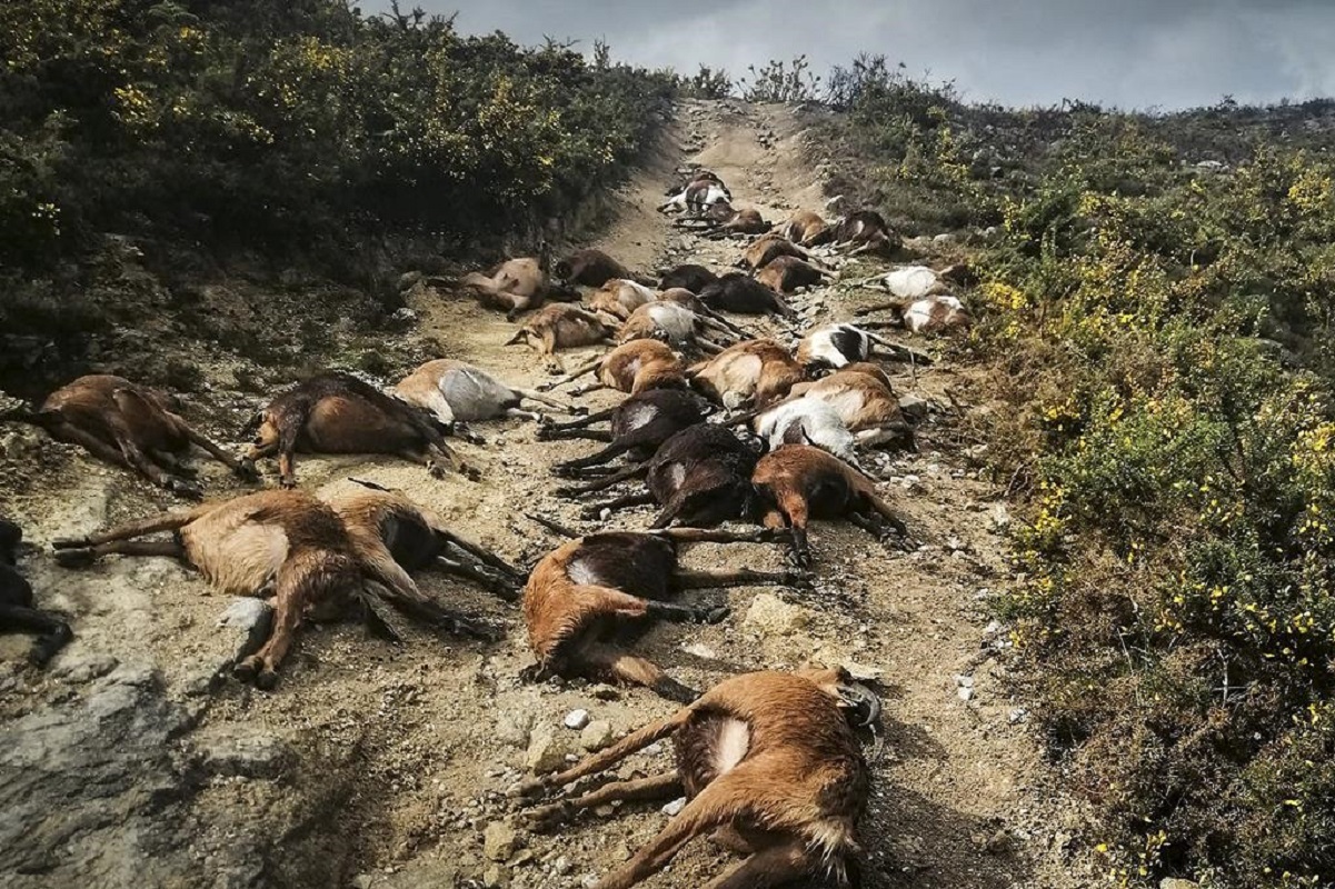 Ordem dos Veterinários recolhe ajuda para pastor que perdeu 68 cabras em Arcos de Valdevez