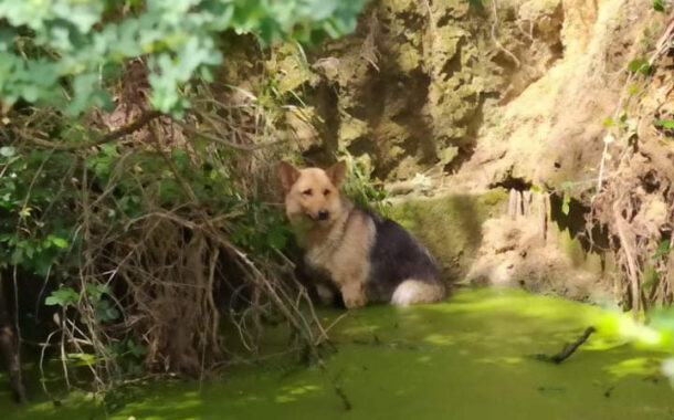 Bombeiros Sapadores de Braga salvam 246 animais em 2020