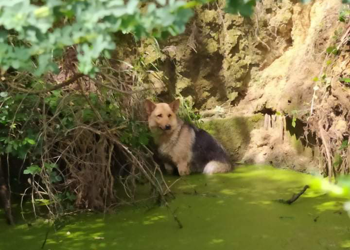 Bombeiros Sapadores de Braga salvam 246 animais em 2020