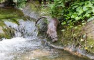 Fotógrafo ‘apanha’ lontra a pescar no rio Este em Braga