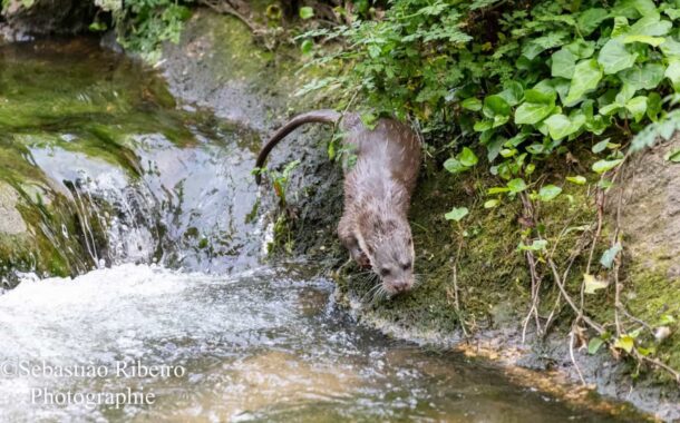 Fotógrafo ‘apanha’ lontra a pescar no rio Este em Braga