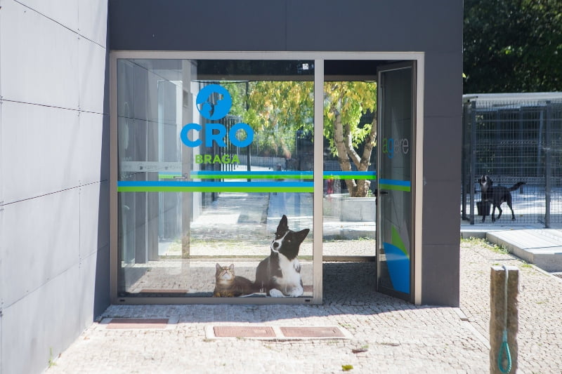 PAN diz que suspensão de voluntariado compromete bem-estar animal no ‘canil’ de Braga