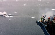 Rússia vai proibir caça de baleias e golfinhos
