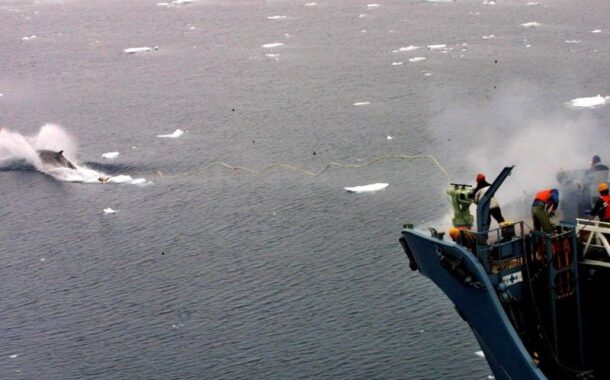 Rússia vai proibir caça de baleias e golfinhos
