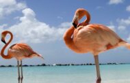 Duas colónias de flamingos estão a nidificar pela 1.ª vez em Portugal