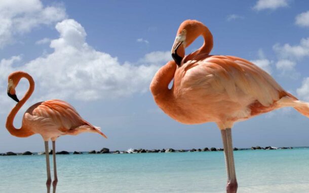Duas colónias de flamingos estão a nidificar pela 1.ª vez em Portugal