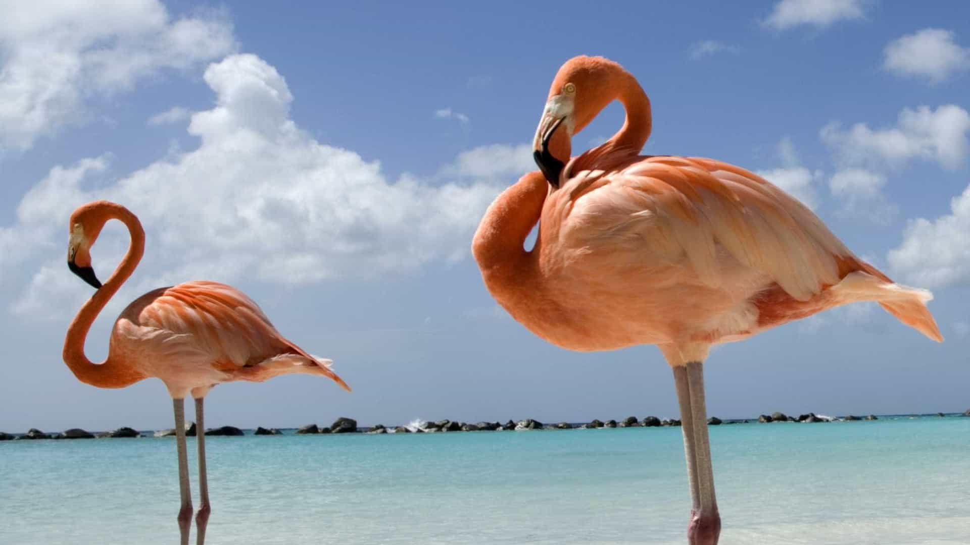 Duas colónias de flamingos estão a nidificar pela 1.ª vez em Portugal