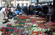 Meio milhar de floreiras embeleza centro histórico da cidade