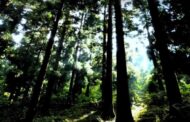 Floresta pode ser “enorme oportunidade” para o país
