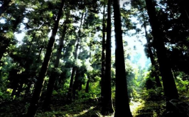 Floresta pode ser “enorme oportunidade” para o país