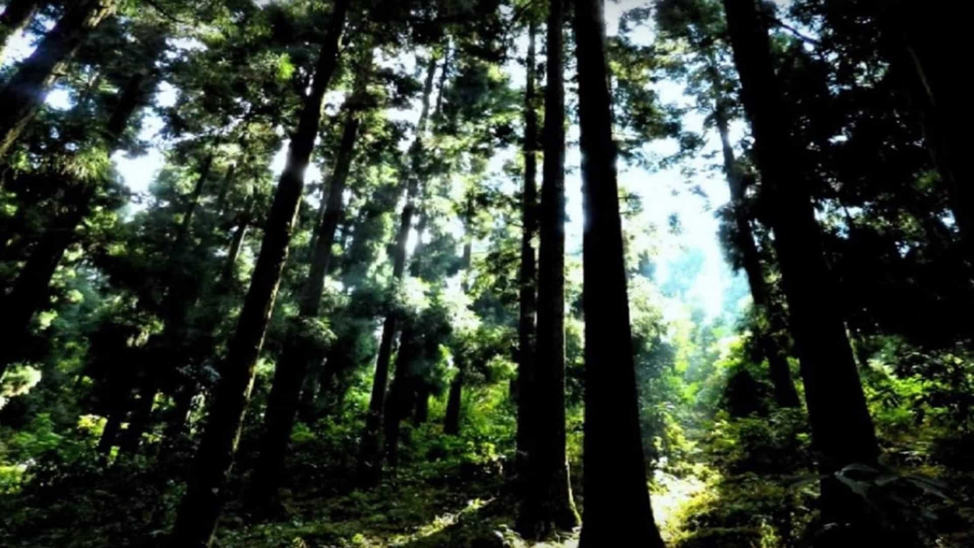 Floresta pode ser “enorme oportunidade” para o país