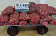 GNR apreendeu 580 quilogramas de bivalves “imaturos” em Viana do Castelo