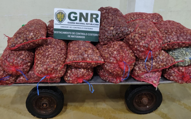 GNR apreendeu 580 quilogramas de bivalves “imaturos” em Viana do Castelo
