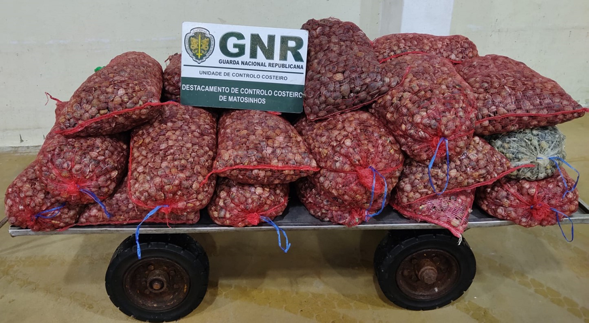 GNR apreendeu 580 quilogramas de bivalves “imaturos” em Viana do Castelo