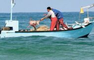 GNR apreende mais de 11 toneladas de peixe e marisco em mega-operação europeia