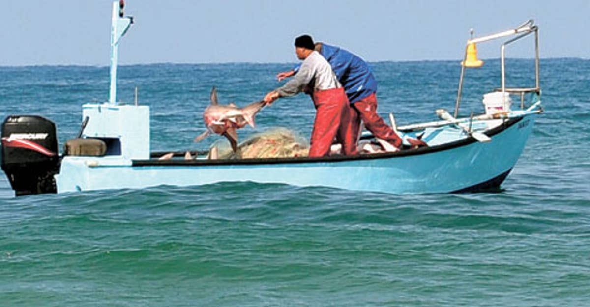 GNR apreende mais de 11 toneladas de peixe e marisco em mega-operação europeia