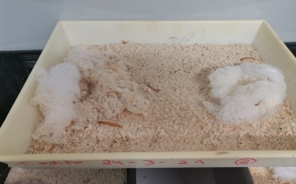 Politécnico de Viana do Castelo produz insectos para ração de rãs