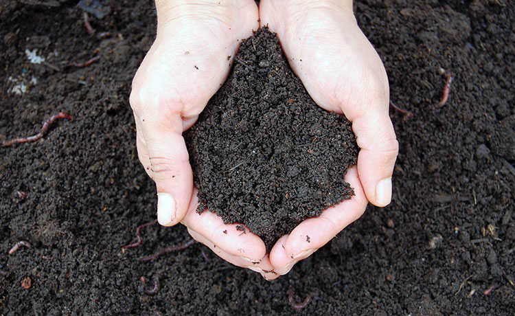 Autárquicas. PAN quer criar Serviço Municipal de Compostagem de Resíduos Orgânicos em Braga