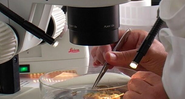 INL de Braga e UMinho voltam a integrar Noite Europeia dos Investigadores dedicada à Ciência para o Clima